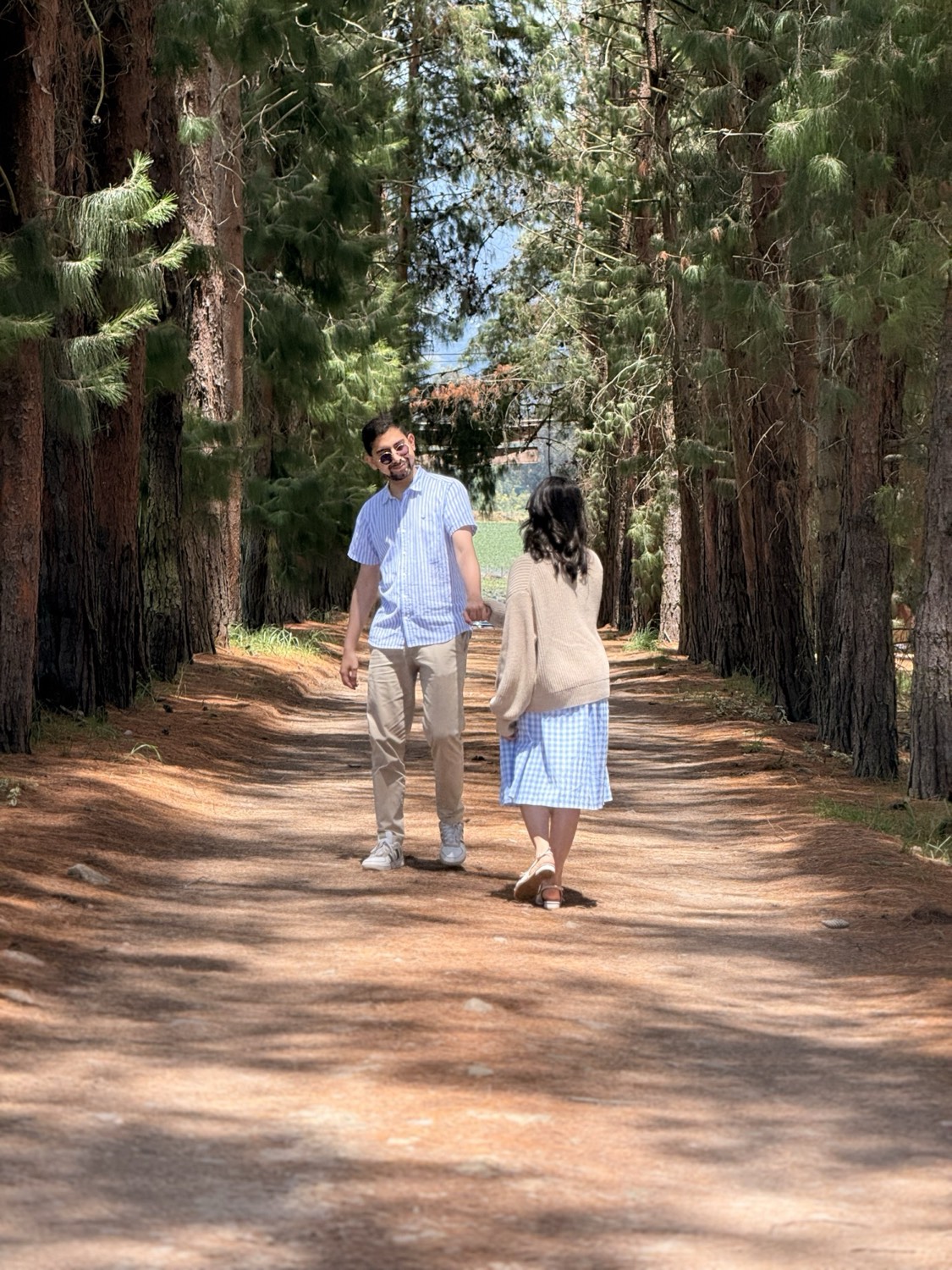 Caminando entre los pinos